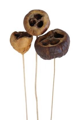 3lü Tropic Talami on Stem 45 cm - 1