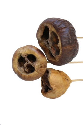 3lü Tropic Talami on Stem 45 cm - 2
