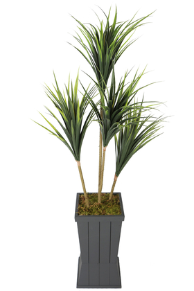 Ahşap Saksıda 4lü Yapay Yucca Ağacı 160 cm - 1