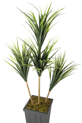 Ahşap Saksıda 4lü Yapay Yucca Ağacı 160 cm - 2