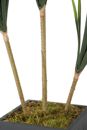 Ahşap Saksıda 4lü Yapay Yucca Ağacı 160 cm - 4