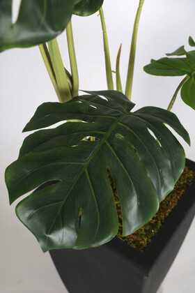 Ahşap Saksıda 7 Yapraklı Yapay Deve Tabanı Ağacı 160 cm Monstera Deliciosa - 3