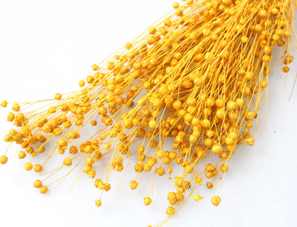 Kuru Çiçek Luna Otu Gold - 2