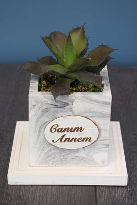 Canım Annem Beton Saksıda Succulent - Yapay Çiçek Deposu