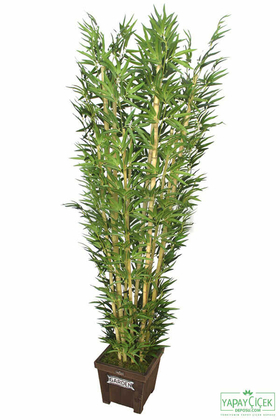 Bambu Ağacı 10 Gövde 180 cm(1.Sınıf Yaprak) - 2