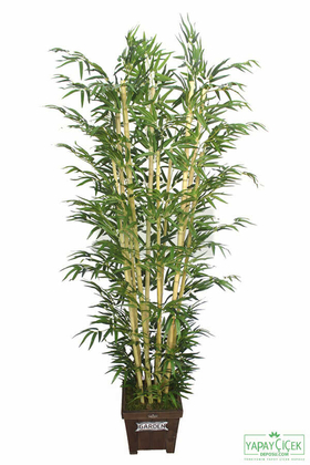 Bambu Ağacı 10 Gövde 180 cm(1.Sınıf Yaprak) - 3