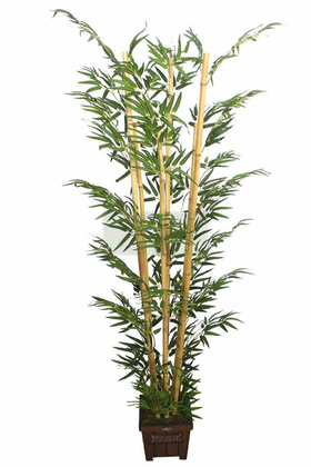 Bambu Ağacı 6 Gövde 180 cm(1.Sınıf Yaprak) Model1 - 3
