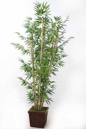 Bambu Ağacı 8 Gövde 180 cm(1.Sınıf Yaprak) - 1