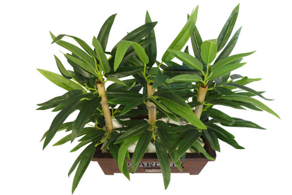 Bambu Premium Yaprak Tanzimi Ahşap Dekoratif Saksılı 45 cm - 7
