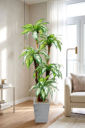 Beton Görünümlü Saksıda Yapay 5 Gövdeli Terra Aglaonema Ağacı 150 cm Yeşil - 2