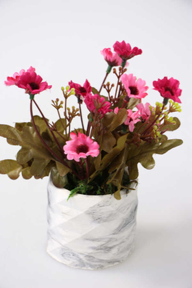 Beton Saksıda Bahar Papatyası Pembe - 1