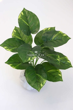 Beton Saksıda Difenbahya Bitkisi 40 cm Yeşil-Sarı - 2