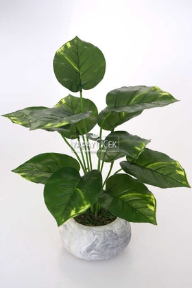 Beton Saksıda Difenbahya Bitkisi 40 cm Yeşil-Sarı - 3