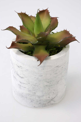 Beton Saksıda Islak Büyük Succulent Echeveria Setosa Kahve-Yeşil - Yapay Çiçek Deposu