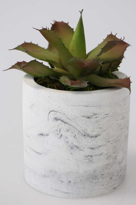 Beton Saksıda Islak Büyük Succulent Echeveria Setosa Kahve-Yeşil - 2