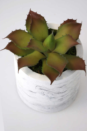 Beton Saksıda Islak Büyük Succulent Echeveria Setosa Kahve-Yeşil - 3