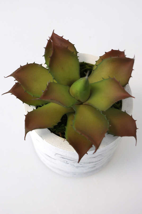 Beton Saksıda Islak Büyük Succulent Echeveria Setosa Kahve-Yeşil - 4