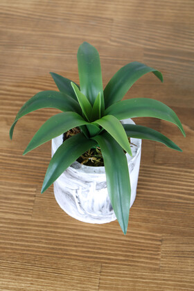 Beton Saksıda Gerçek Dokulu Büyük Succulent 30 cm - 2