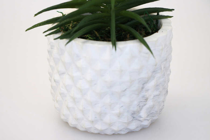Dekoratif Beton Saksıda Yapay Sukulent Tanzimi 14cm - 3