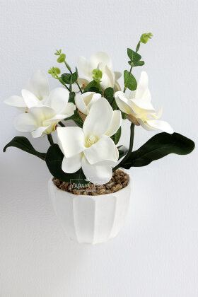 Beyaz Saksıda Manolya Tanzimi 27 cm Beyaz - 2
