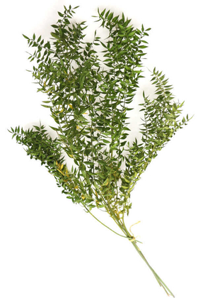 Şoklanmış Ruscus Aculeatus Kokina Naturel Açık Yeşil - Yapay Çiçek Deposu