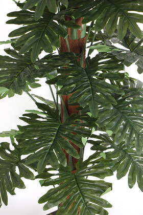36 Yapraklı Yapay Philodendron Deve Tabanı Ağacı 190 cm (Ahşap Siyah Gold-Saksıda) - 3