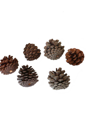 Çam Kozalak Naturel 6lı - 2