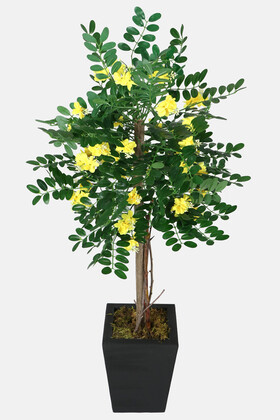 Yapay Sibirya Bezelye Ağacı Caragana Arborescens 120 cm - 1