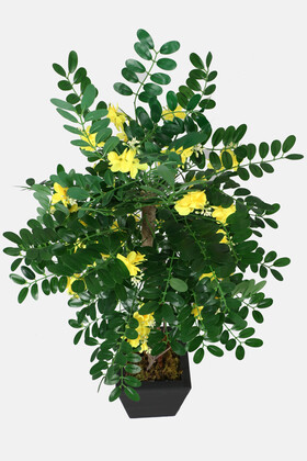 Yapay Sibirya Bezelye Ağacı Caragana Arborescens 120 cm - 3