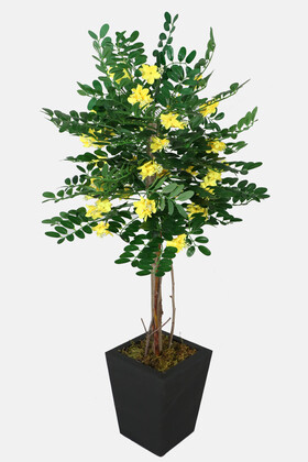Yapay Sibirya Bezelye Ağacı Caragana Arborescens 120 cm - 2