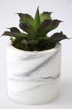 Beton Saksıda Islak Büyük Succulent Echeveria Setosa Siyah - Yeşil - 2