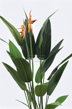 Yapay Ağaç Dinazor Yumurtası Saksıda Çiçekli King Starliçe Ağacı 160 cm Andezit - 3