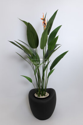 Yapay Ağaç Dinazor Yumurtası Saksıda Çiçekli King Starliçe Ağacı 160 cm Siyah - 2