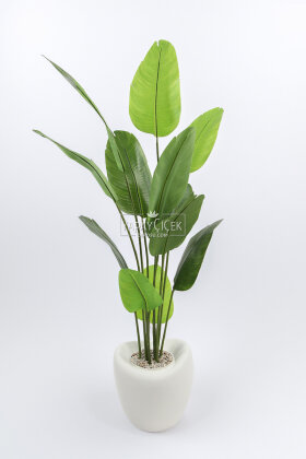 Yapay Ağaç Dinazor Yumurtası Saksıda 12 Yapraklı Starliçe Ağacı 205 cm Kırık Beyaz - 2