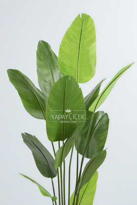 Yapay Ağaç Dinazor Yumurtası Saksıda 12 Yapraklı Starliçe Ağacı 205 cm Kırık Beyaz - 3