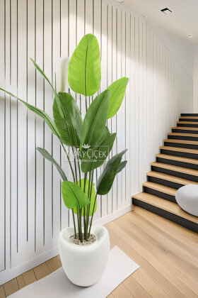 Yapay Ağaç Dinazor Yumurtası Saksıda 12 Yapraklı Starliçe Ağacı 205 cm Kırık Beyaz - Yapay Çiçek Deposu