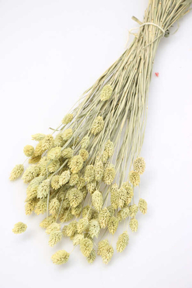 Kuru Çiçek Palaris Kuş Otu Bej-Yeşil - Yapay Çiçek Deposu