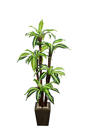 Eskitme Gold Saksıda Yapay 5 Gövdeli Terra Dracena Ağacı 155 cm Yeşil - 3