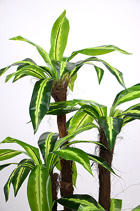 Eskitme Gold Saksıda Yapay 5 Gövdeli Terra Dracena Ağacı 155 cm Yeşil - 4