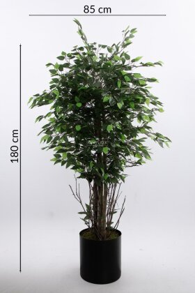 Fiber Saksıda Yapay Benjamin Ağacı 180 cm - 6