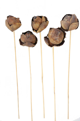 Kuru Çiçek 5li Palm Fruit Demeti 40 cm Naturel - Yapay Çiçek Deposu