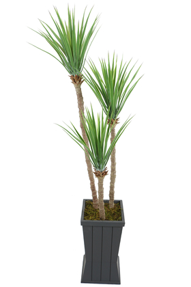 Gri Saksıda 3lü Yapay Yucca Ağacı 175 cm - 1