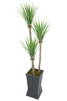 Gri Saksıda 3lü Yapay Yucca Ağacı 175 cm - 2