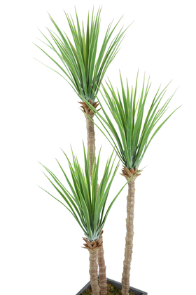 Gri Saksıda 3lü Yapay Yucca Ağacı 175 cm - 3