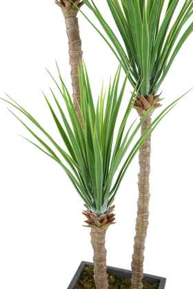 Gri Saksıda 3lü Yapay Yucca Ağacı 175 cm - 4