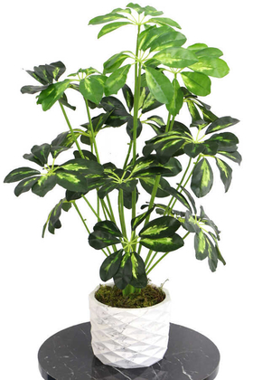 Yapay Beton Saksıda18 Dallı Lüx Şeflera Bitki 65cm (Schefflera) Açık Yeşil - 2