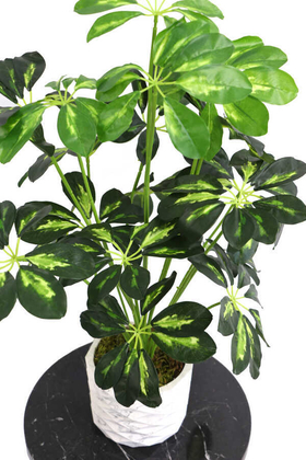 Yapay Beton Saksıda18 Dallı Lüx Şeflera Bitki 65cm (Schefflera) Açık Yeşil - 3