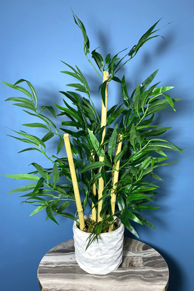 Beton Saksıda Bambu Ağacı Koyu Yeşil 65 cm (Yosunlu Model) - 1