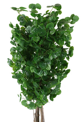 Yapay Şemsiye Ağacı Islak Dokulu Yeşil 180 cm Hydrocotyle Verticillata - 2