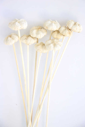 10lu Paras Ped Bleach on Stem 45 cm Beyaz - Yapay Çiçek Deposu